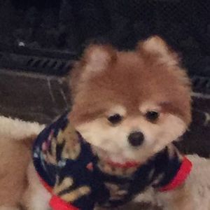 Meet your Posher, Lorrie